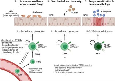 Tissue-Resident Memory T Cells in Antifungal Immunity